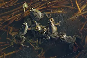 Frogspawn: Common Frog - spawning in pond