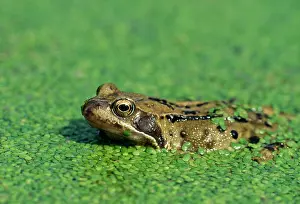 Weed: Common Frog - at surface of pond in pondweed