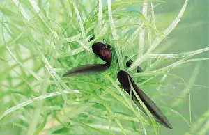 Tadpole: COMMON FROG TADPOLE - 10 days old