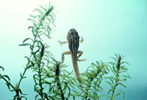 Emma Coghlan: Common FROG - Tadpole with all legs developed