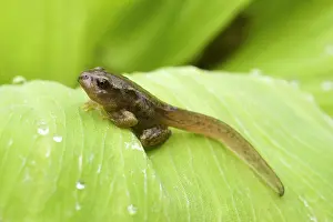 Froglets: Common Frog tadpole. Late stage with legs