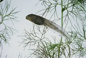 Emma Coghlan: COMMON FROG TADPOLE - with back legs
