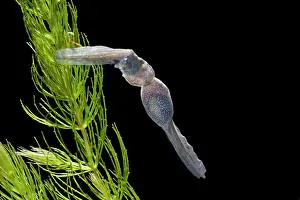 Cannibalism: Common frog tadpoles - 10 weeks x0.5, cannibalism