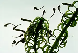 Cycles: Common FROG - Tadpoles
