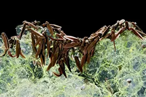 35mm: Common frog Tadpoles - emerging, 0.5 x at 35mm