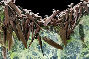 35mm: Common frog Tadpoles - emerging, 1 x at 35mm