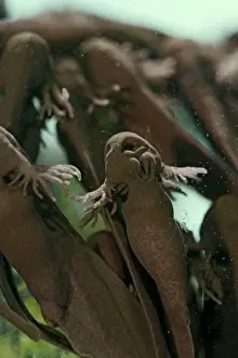 35mm: Common frog Tadpoles - emerging, 4 x at 35mm