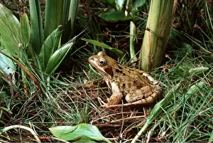 Jack Bailey: COMMON FROG - SIDE VIEW at pond habitat