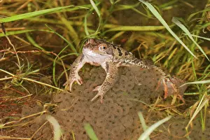 Frogspawn: Common Frog - In water, spawning