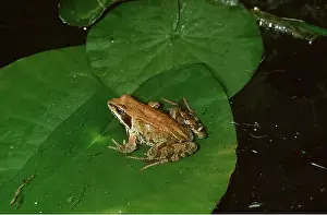 Martin Beames: COMMON FROG - ON WATERLILY