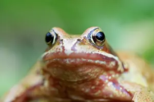 Variant: Common Frog - Yellow Variant
