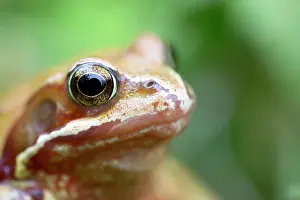Variant: Common Frog - Yellow Variant