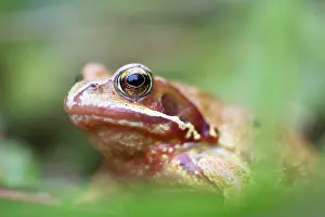 Variant: Common Frog - Yellow Variant