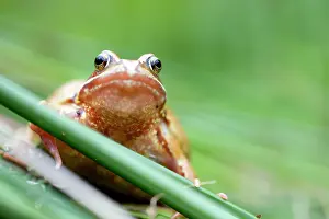 Variant: Common Frog - Yellow Variant