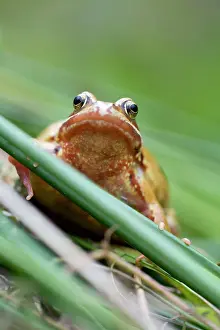 Variant: Common Frog - Yellow Variant