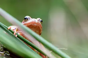 Variant: Common Frog - Yellow Variant