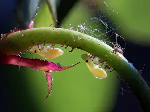 Nymphs: Common Froghopper