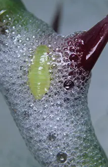 Excretion: Common froghopper nymph