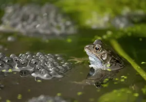 Spawn: Common Frogs / European Common Brown Frog - at breeding