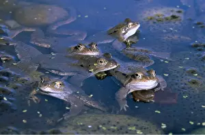 Cycles: COMMON FROGS - In garden pond