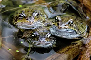 Roy Glen: Common Frogs in garden pond County Durham, UK