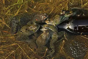 Frogspawn: Common Frogs - males attempting to mate with bottle