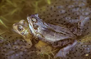 Frogspawn: Common Frogs - mating, frogspawn