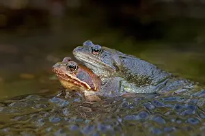 Frogspawn: Common Frogs - mating in garden pond amongst frog