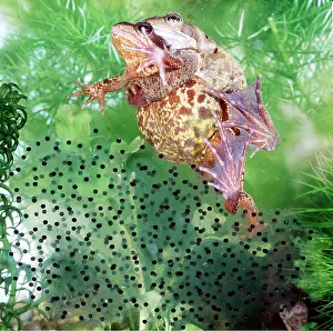 Frogspawn: COMMON FROGS - mating underwater with spawn
