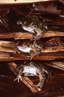 Wintering: COMMON FROGS - on pond side debris