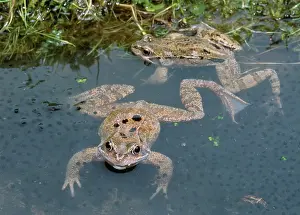 Frogspawn: Common FROGS - In spawn