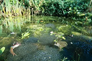 Frogspawn: Common FROGS - spawning in garden pond