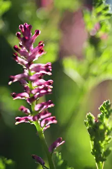 Fumaria: Common Fumitory