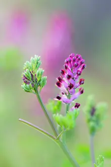 Fumaria: Common Fumitory