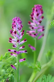 Fumaria: Common Fumitory