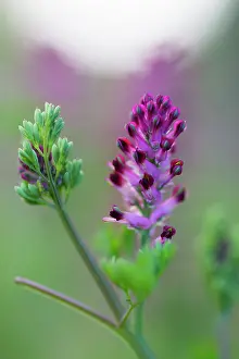 Fumaria: Common Fumitory