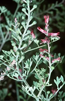Weeds: Common FUMITORY - flower and fruit
