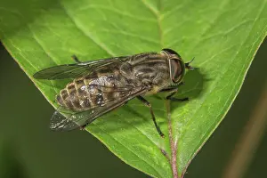 Basking: Common gadfly (Tabanus bromius) basking on a leaf