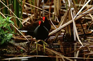 Chloropus: Common Gallinule