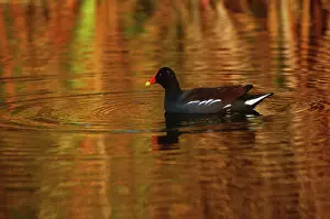 Chloropus: Common Gallinule