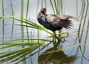 Chloropus: Common Gallinule