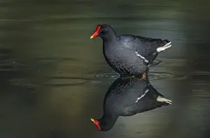 Bogota: Common Gallinule (Gallinula galeata) wetland La