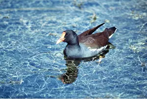 Moorhen: Common Gallinule Moorhen - on water