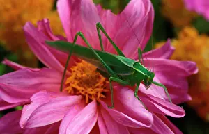 Katydids: Common garden katydid - adult male