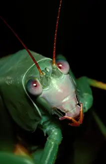 Katydids: Common garden katydid - face of late-stage nymph