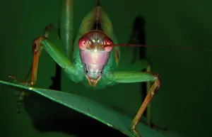 Katydids: Common garden katydid - nymph showing ears on front legs