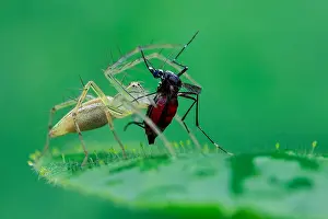 Culicidae: Common garden lynx spider (Oxyopes lineatipes) catching