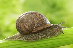Celery: Common Garden SNAIL - on celery stalk