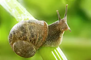 Celery: Common Garden SNAIL - on celery stalk