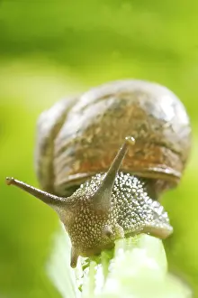 Celery: Common Garden SNAIL - on celery stalk